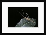 Epidares nolimetangere (touch me not stick insect) by Anonymous