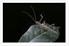Epidares nolimetangere (touch me not stick insect) by Anonymous