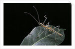 Epidares nolimetangere (touch me not stick insect) by Anonymous