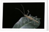 Epidares nolimetangere (touch me not stick insect) by Anonymous