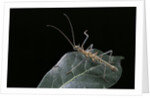 Epidares nolimetangere (touch me not stick insect) by Anonymous