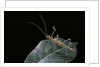 Epidares nolimetangere (touch me not stick insect) by Anonymous