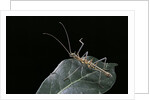 Epidares nolimetangere (touch me not stick insect) by Anonymous