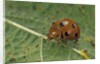 Epilachna chrysomelina (melon ladybeetle) by Anonymous