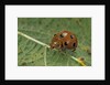 Epilachna chrysomelina (melon ladybeetle) by Anonymous