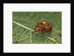 Epilachna chrysomelina (melon ladybeetle) by Anonymous