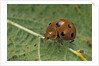 Epilachna chrysomelina (melon ladybeetle) by Anonymous