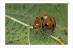 Epilachna chrysomelina (melon ladybeetle) by Anonymous
