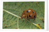 Epilachna chrysomelina (melon ladybeetle) by Anonymous