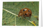 Epilachna chrysomelina (melon ladybeetle) by Anonymous