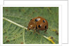 Epilachna chrysomelina (melon ladybeetle) by Anonymous
