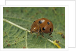 Epilachna chrysomelina (melon ladybeetle) by Anonymous
