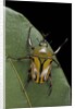 Eudicella gralli schultzeorum (flamboyant flower beetle) by Anonymous