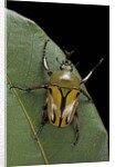 Eudicella gralli schultzeorum (flamboyant flower beetle) by Anonymous