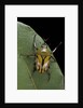 Eudicella gralli schultzeorum (flamboyant flower beetle) by Anonymous