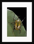 Eudicella gralli schultzeorum (flamboyant flower beetle) by Anonymous