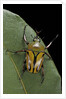 Eudicella gralli schultzeorum (flamboyant flower beetle) by Anonymous