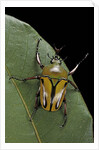 Eudicella gralli schultzeorum (flamboyant flower beetle) by Anonymous