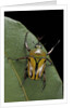 Eudicella gralli schultzeorum (flamboyant flower beetle) by Anonymous