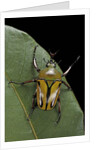 Eudicella gralli schultzeorum (flamboyant flower beetle) by Anonymous