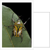 Eudicella gralli schultzeorum (flamboyant flower beetle) by Anonymous
