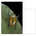 Eudicella gralli schultzeorum (flamboyant flower beetle) by Anonymous