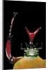 Eudicella gralli schultzeorum (flamboyant flower beetle) by Anonymous