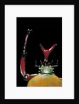 Eudicella gralli schultzeorum (flamboyant flower beetle) by Anonymous