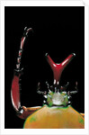 Eudicella gralli schultzeorum (flamboyant flower beetle) by Anonymous