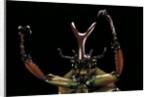 Eudicella gralli schultzeorum (flamboyant flower beetle) by Anonymous