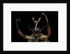 Eudicella gralli schultzeorum (flamboyant flower beetle) by Anonymous