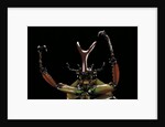 Eudicella gralli schultzeorum (flamboyant flower beetle) by Anonymous
