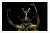 Eudicella gralli schultzeorum (flamboyant flower beetle) by Anonymous