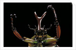 Eudicella gralli schultzeorum (flamboyant flower beetle) by Anonymous