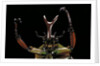 Eudicella gralli schultzeorum (flamboyant flower beetle) by Anonymous