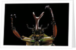 Eudicella gralli schultzeorum (flamboyant flower beetle) by Anonymous