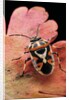 Eurydema ornata (shield bug) by Anonymous