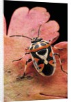 Eurydema ornata (shield bug) by Anonymous