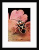 Eurydema ornata (shield bug) by Anonymous