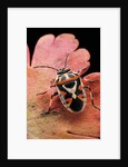 Eurydema ornata (shield bug) by Anonymous