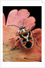 Eurydema ornata (shield bug) by Anonymous