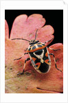 Eurydema ornata (shield bug) by Anonymous