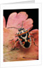 Eurydema ornata (shield bug) by Anonymous