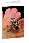 Eurydema ornata (shield bug) by Anonymous