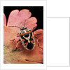 Eurydema ornata (shield bug) by Anonymous
