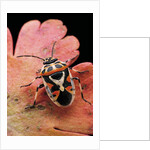 Eurydema ornata (shield bug) by Anonymous