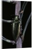 Eurythyrea micans (jewel beetle) by Anonymous