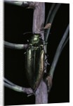 Eurythyrea micans (jewel beetle) by Anonymous