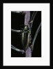 Eurythyrea micans (jewel beetle) by Anonymous