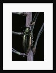 Eurythyrea micans (jewel beetle) by Anonymous